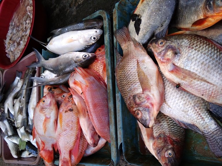 puasa ikan mahal