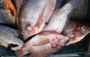 konsumsi ikan di jateng rendah