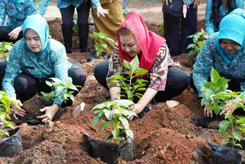 tanam lombok2
