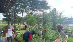 KKN UPGRIS Kelompok 61 melaksanakan urban farming di Kelurahan Sumurrejo, Kecamatan Gunungpati Kota Semarang.