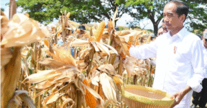 presiden panen jagung