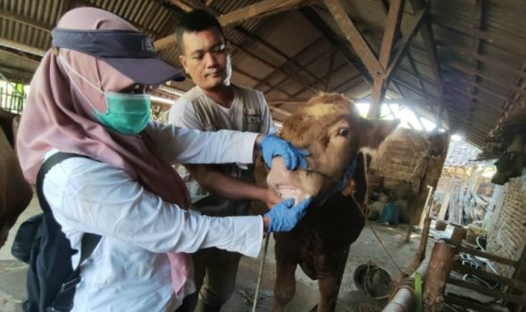 kambing kurban