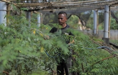 PLN kembangkan ekosistem biomassa berbasis pertanian di lahan kritis. Foto: dok