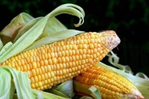 jagung