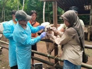 mulut dan kuku sapi