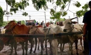 sapi ternak