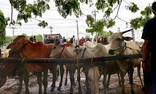 sapi ternak