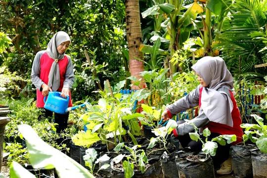 bercocok2