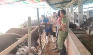 sapi kurban