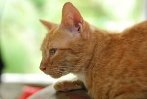 kucing