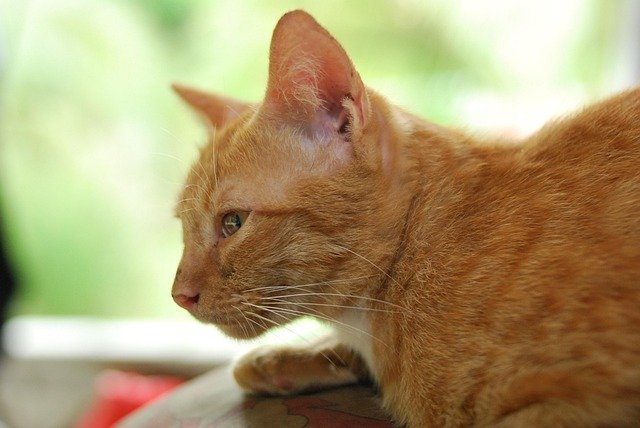 kucing
